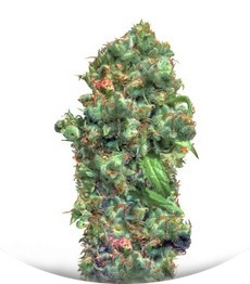 Love Peace fem (VIP Seeds)