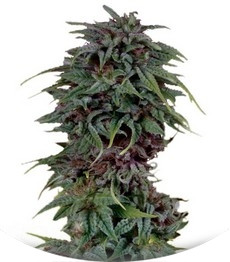 Durban Poison regular (Dutch Passion)