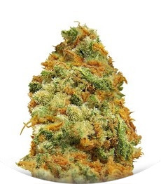 Indian Kush fem (VIP seeds)