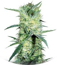 K 2 fem (Bulk Seed Bank)