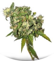 Biddy Early regular (Serious Seeds)