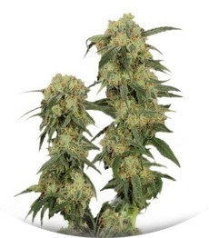 Pamir Gold fem (Dutch Passion)