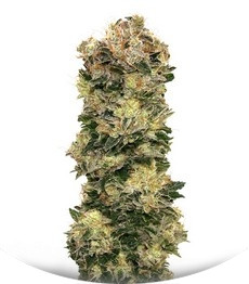 Auto Sweet Somango (Soma) fem (00 Seeds)