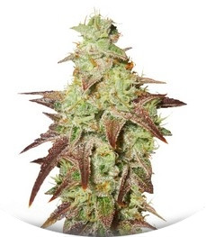 Auto Night Queen fem (Dutch Passion)