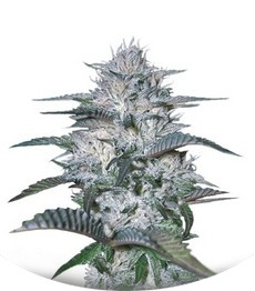 Currant Kush fem (VIP seeds)
