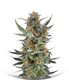 Royal Dwarf Auto fem (RQS)