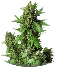 Auto Duck fem (Dutch Passion)