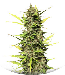 Auto Skywalker Haze fem (Dutch Passion)