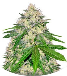 Berries & Cheese fem (Sumo Seeds)