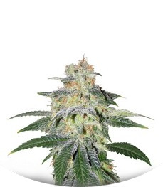 Muneka Rusa (Russian Doll) fem (Kannabia Seeds)