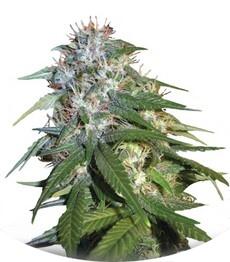 Sour Cream fem (DNA Genetics)