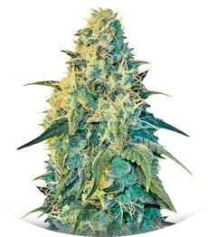 White Dragon fem (Eva Seeds)