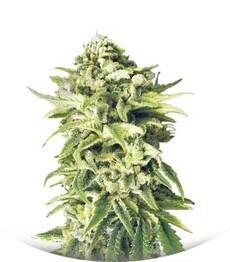 A-Train regular (TH Seeds)