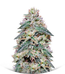 Bona Dea CBD+ fem (Vision Seeds)