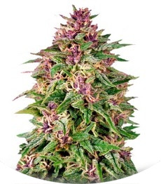 Frisian Dew fem (Dutch Passion)