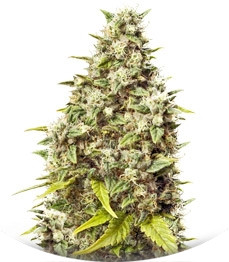 Grapefruit fem (Female Seeds)