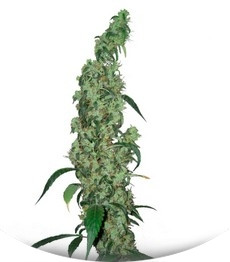 Red Diesel fem (Barney's Farm)