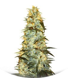 White Rhino regular (Nirvana Seeds)