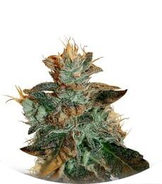 Cataract Kush regular (DNA Genetics)