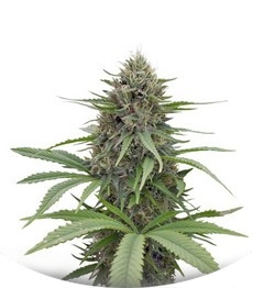 Critical Mass CBD fem (Dinafem Seeds)