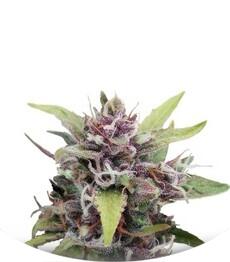 Purple Ryder #2 auto fem (Joint Doctor)