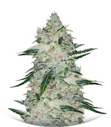 Violet's Wonder Auto fem (Sumo Seeds)