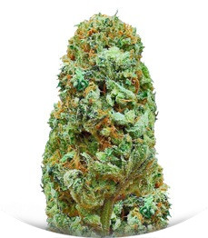 Amnesia Ganja Haze regular (Sumo Seeds)