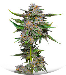 Lemon Cherry Gelato fem (Barney's Farm)