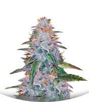 Watermelon Zkittlez fem (Pyramid Seeds)