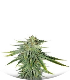 Durban Poison fem (Dutch Passion)