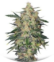 Nebula II CBD fem (Paradise Seeds)