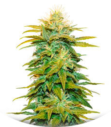 White Widow fem (Amsterdam Seeds)