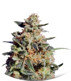 White Domina Max Auto fem (Kannabia Seeds)