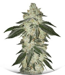 Green Crack Auto fem (FastBuds)