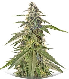 Lemon Kush fem (Female Seeds)