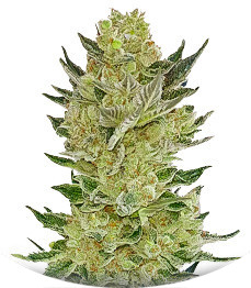 Auto Somango Glue fem (Advanced Seeds)