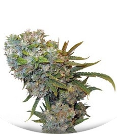 Cream 47 fem (Sweet Seeds)