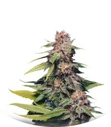 Kannabia Special (Big Bull) fem (Kannabia Seeds)