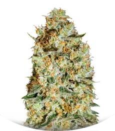 Nepal Gold fem (Bulk Seed Bank)