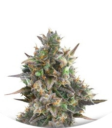 Royal Bluematic Auto fem (RQS)