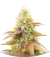 CBD Apple Betty Auto fem (Herbies Seeds)