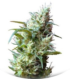 Flash Back #2 fem (Sweet Seeds)