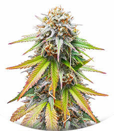 Keep Frosted Guava Autoflower fem (Seedkeepers)