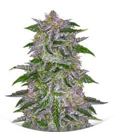 Olympia fem (Pyramid Seeds)