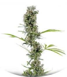 Arjan's Haze #2 fem (GHS)