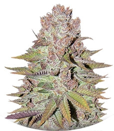 Blueberry Cheesecake fem (Female Seeds)