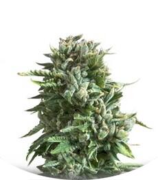 Bubba Kush fem (Dinafem Seeds)