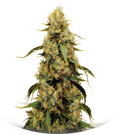 Jamnesia Haze fem (Dr. Krippling Seeds)