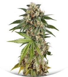 Kush-N-Cheese Autoflowering fem (Dinafem Seeds)