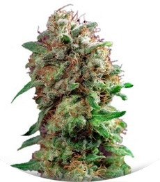 Mazar fem (Dutch Passion)